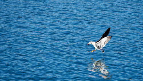 Bird flying over the sea