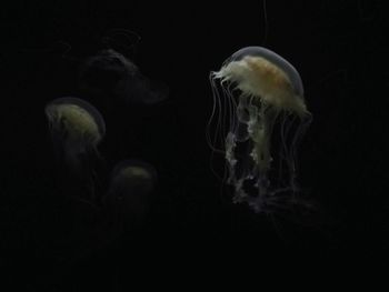 Close-up of jellyfish in water