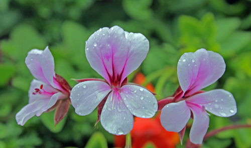 Close-up of pink flower