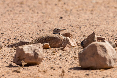 View of animal on rock