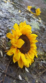 High angle view of yellow flowering plant