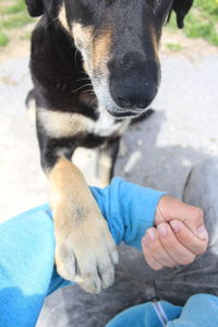 Close-up of dog