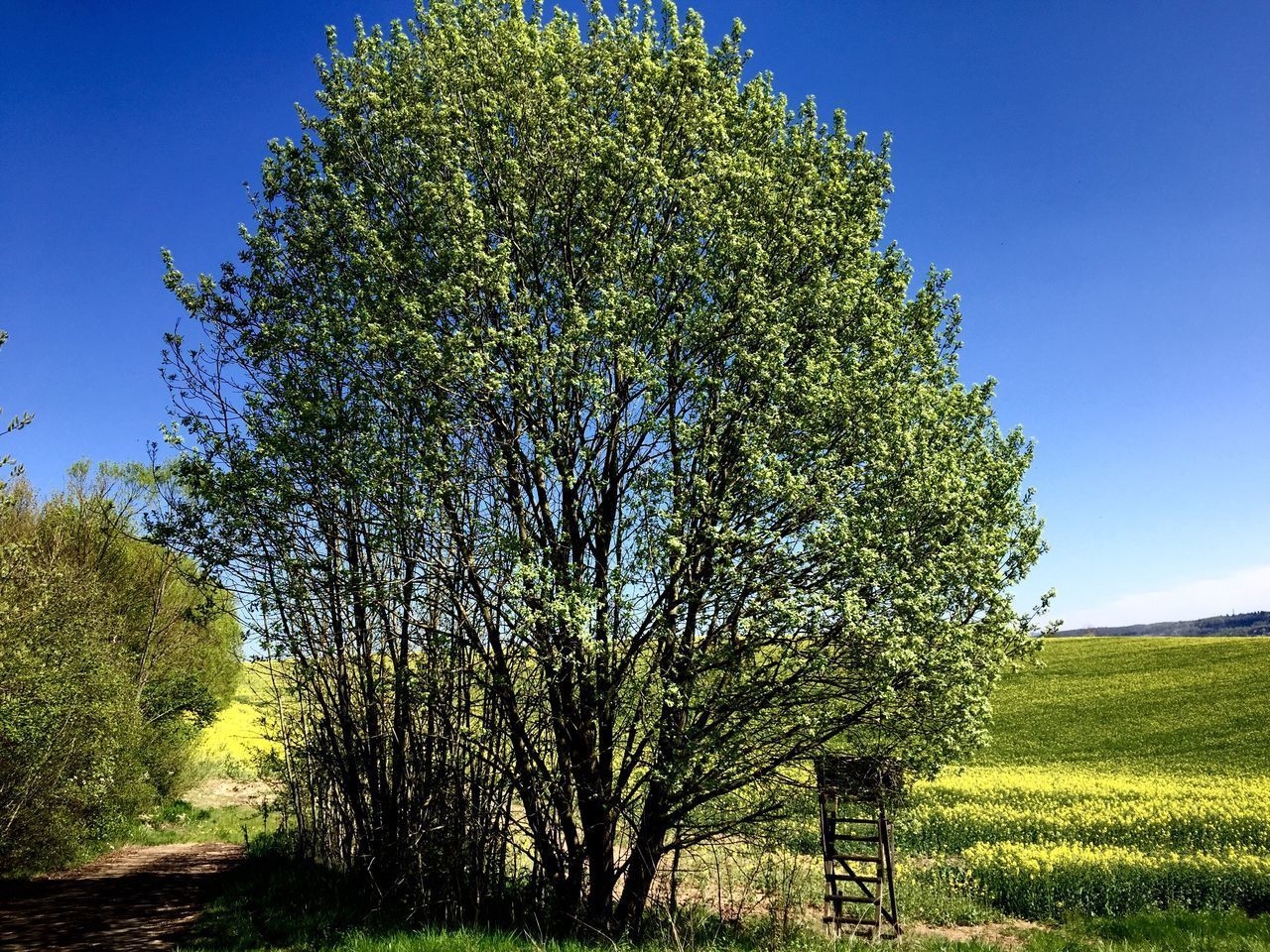 TREES GROWING ON FIELD AGAINST SKY