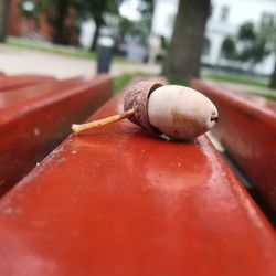 Close-up of snail on street