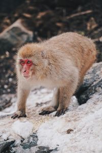 Monkey on rock