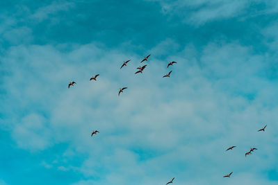 Low angle view of birds flying in sky