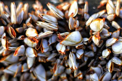 Goose barnacles on the wooden