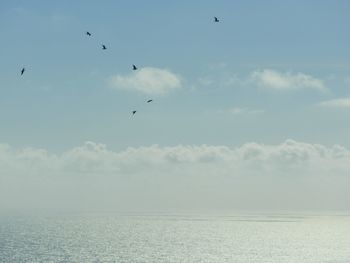 Birds flying over sea against sky