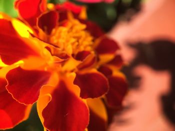 Close-up of red flower