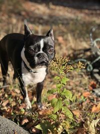 Cosmo, the boston terrier, wandering around in the woods. 