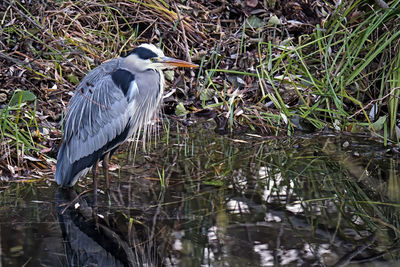 High angle view of gray heron perching on lakeshore