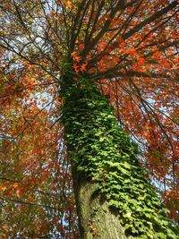 Low angle view of trees