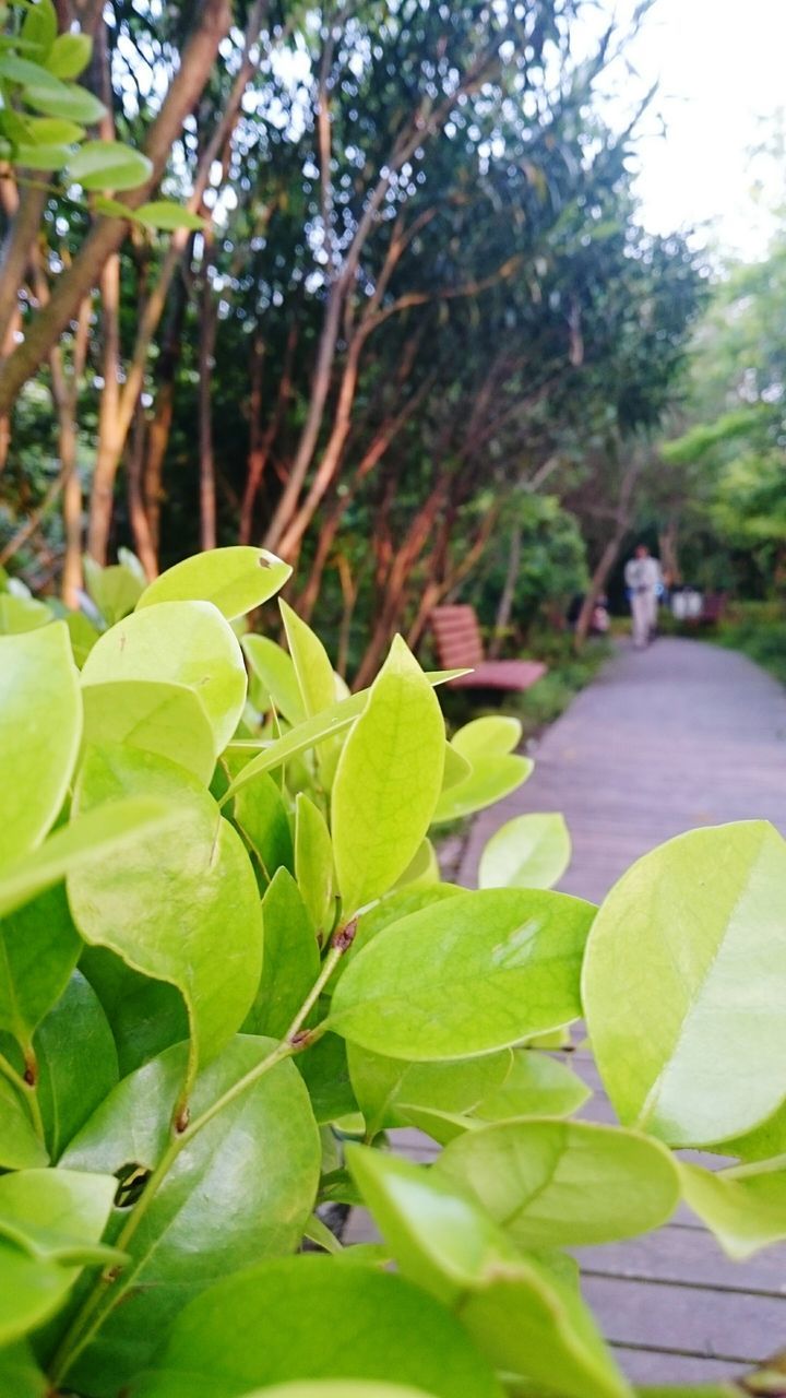 leaf, green color, growth, plant, focus on foreground, nature, tree, close-up, beauty in nature, freshness, leaves, tranquility, green, growing, day, outdoors, selective focus, park - man made space, no people, fragility