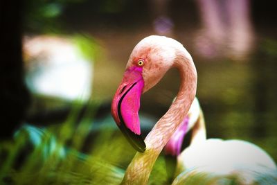 Close-up of duck in water