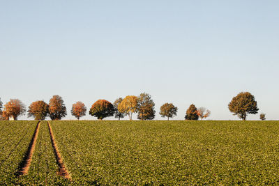 Scenic view of field against clear sky