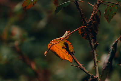 Close-up of plant