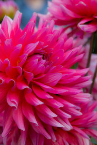 Close-up of pink dahlia blooming outdoors