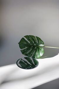 Close-up of plant on table