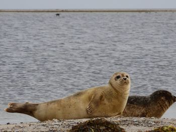 High angle view of sea lion on beach