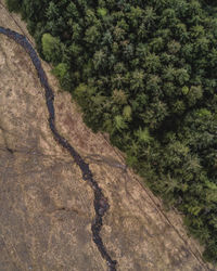 High angle view of road amidst trees