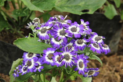 Close-up of purple flowering plants