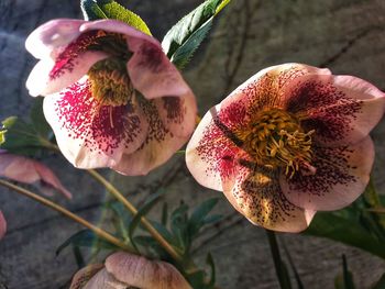 Close-up of wilted flower on plant