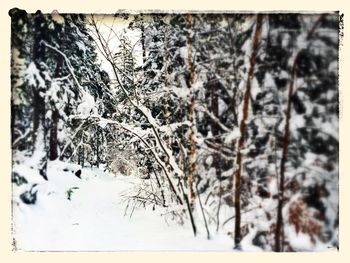 Snow covered trees