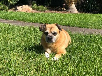 Portrait of dog on field