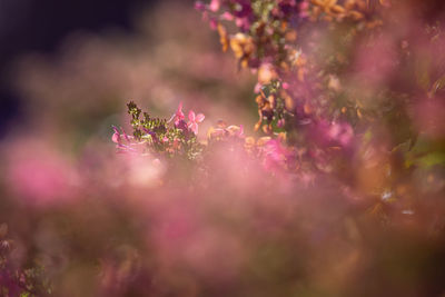 Close-up of pink flowering plant