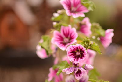 Close-up of pink flowering plant