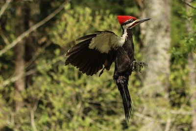 Close-up of bird perching on tree