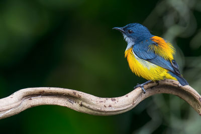 Close-up of bird perching on branch