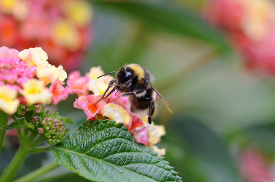 Close-up of bee pollinating on pink flower