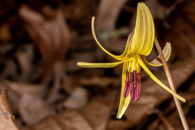 Close-up of plant