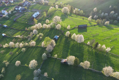 Spring rural landscape with blooming trees in the mountain area, of bucovina - romania. 