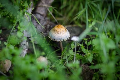 Close-up of mushroom growing in forest