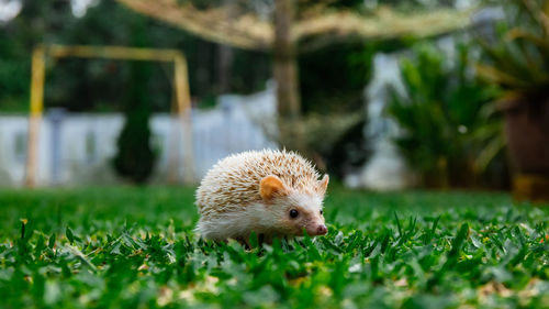 Hedgehog on field