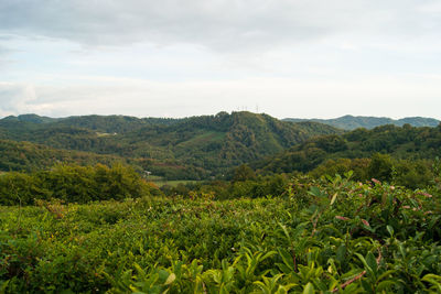 Scenic view of agricultural field against sky