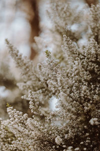 Low angle view of snow covered tree