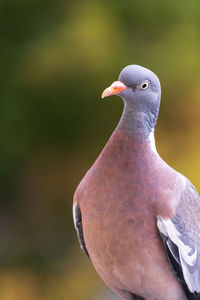 Close-up of pigeon perching