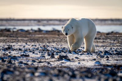 Polar bear