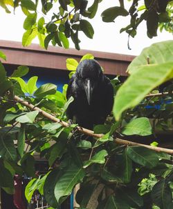 Close-up of black bird perching on tree