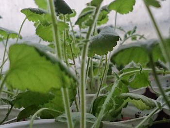 Close-up of fresh green plant