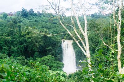 Scenic view of waterfall in forest