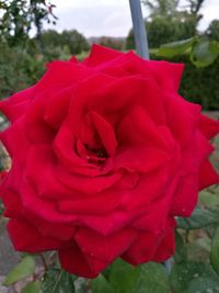 Close-up of red rose blooming outdoors