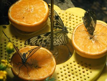 Close-up of lemon slices