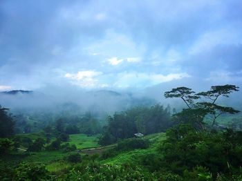 Scenic view of forest against sky