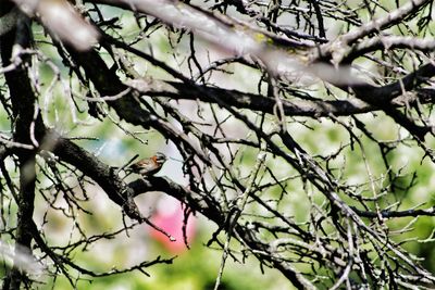 Low angle view of bird perching on tree