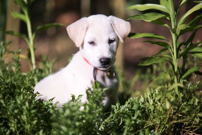 Close-up portrait of dog