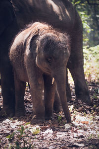 View of elephant in forest